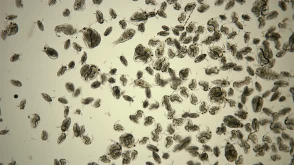 Bosmina Water Flea Under the Microscope alt