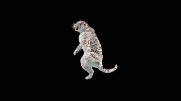 White Tiger Dancing HD alt