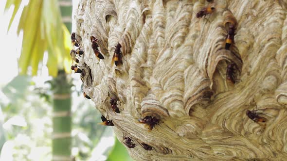Wasp Hive With Active Wasps V alt