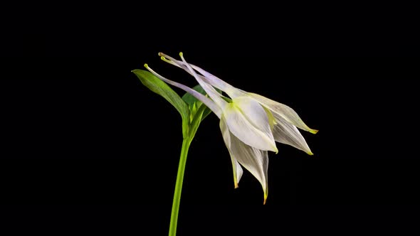 Time Lapse Wild Columbine Flower Opening alt