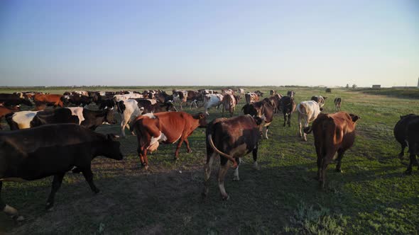 multi-colored cows in the rays of the sun. The ranch of a successful farmer. alt
