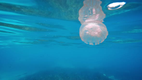 Little Jellyfish Swim Underwater in the Ocean alt