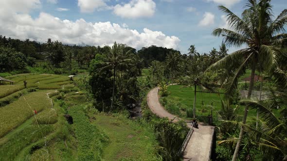 aerial drone of a tourist on a motorbike driving through the rice fields and coconut trees of bali i alt
