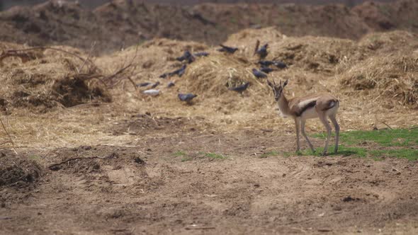 Single young gazelle grazing in the wild