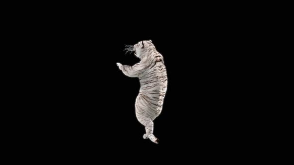 White Tiger Dancing HD alt