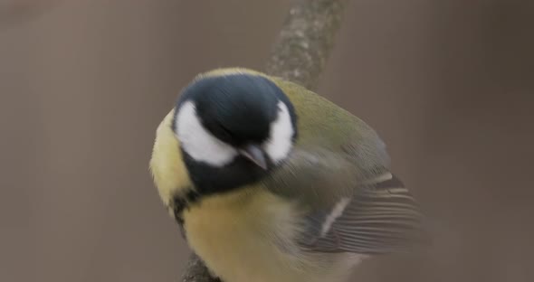 Chickadee Parus Sitting on Frozen Tree Branch alt