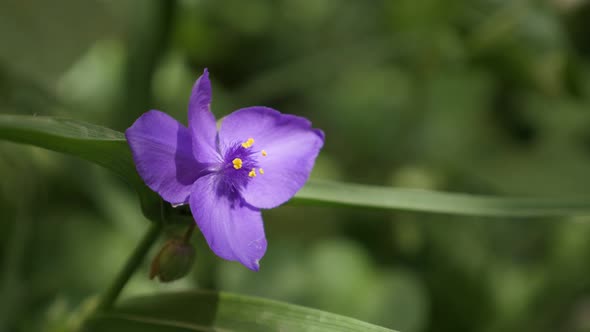 Hidden garden plant  Tradescantia virginiana 4K 2160p 30fps UltraHD footage - Tiny purple spiderwort alt