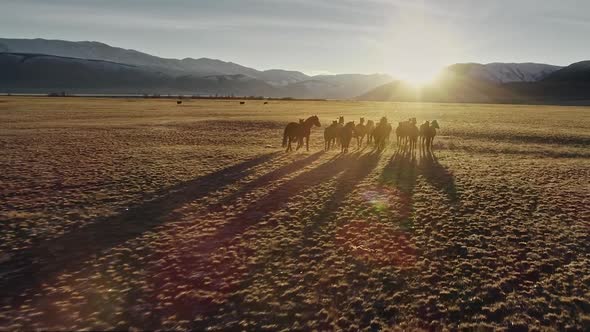 Horses Running Free in Meadow with Snow Capped Mountain Backdrop alt