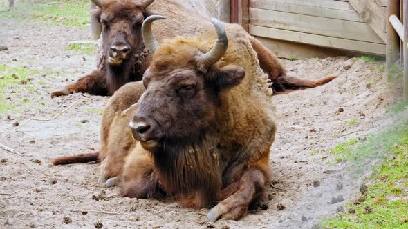 Two Sleepy European Bisons Lying On The Ground Resting At Animal Park. - Medium Closeup alt