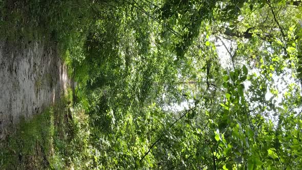 Vertical Video of a Forest with Trees alt