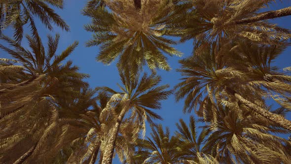Coconut Palm Trees on Blue Sky alt