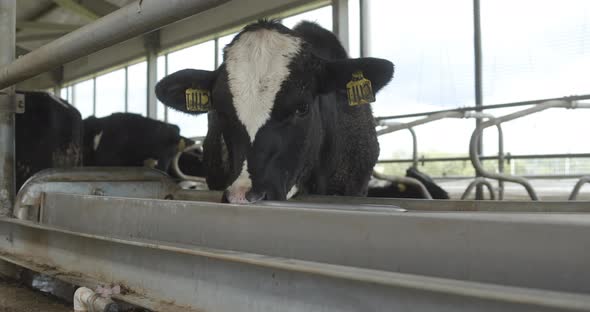 Cow Drinks Water and Looks at the Camera in the Barn