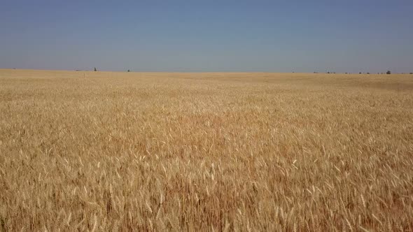 Countryside Farm Wheat Field