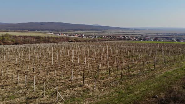 Beautiful landscape springtime In the vineyards on Zakarpattya Ukraine alt