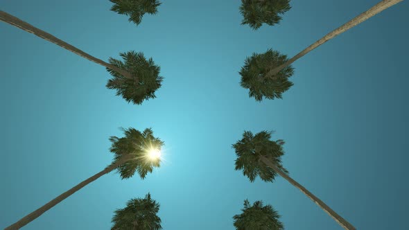 Bottom view of tall tropical palms and the sun is shining at its zenith.