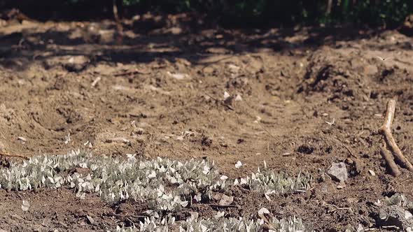 Lot of White Butterflies Fly Around a Large Puddle, Located Near the Forest alt