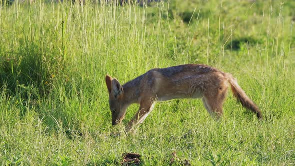 A Black-Backed Jackal chewing on an old bone in a grassy plain in Botswana. Telephoto shot. alt