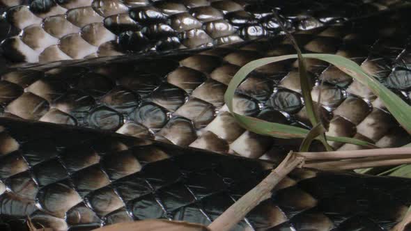 False water cobra slithering scales in natural setting - Brazilian smooth snake alt