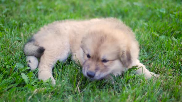 Puppy Dog Wide Shot Outside On Grass Laying On Her Side Eating Grass 2