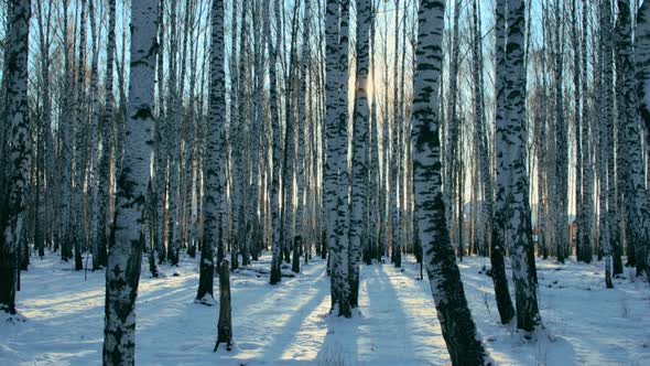 Birch grove on sunny day