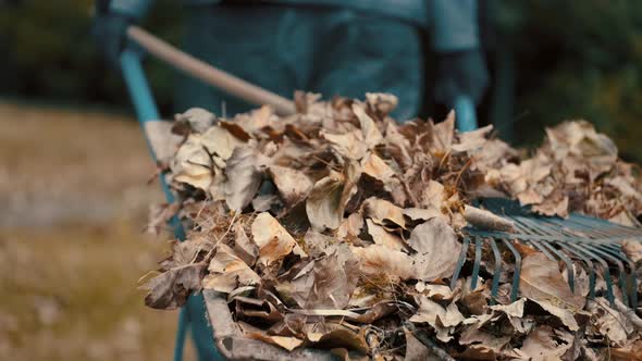 Garden Worker Pushing a Wheelbarrow Filled with Dry Leaves and Tree Branches To the Trashcan To alt