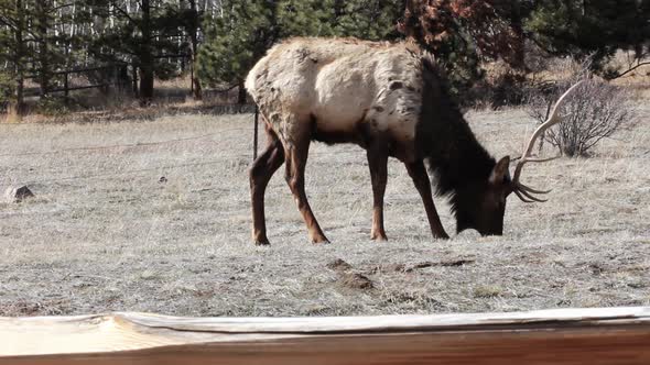 A small herd of segregated bull elk near Estes Park Colorado are grazing in early spring.  They are alt