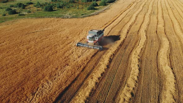 Aerial View Combine Harvester Gathers the Wheat. Harvesting Grain Field, Crop Season. Beautiful