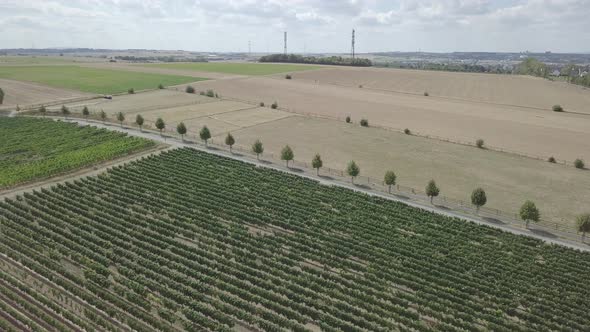 Aerial view vineyards green agricultural fields trees summer rural landscape nature village Germany alt
