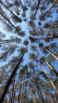 Vertical Video of the Forest By Day alt