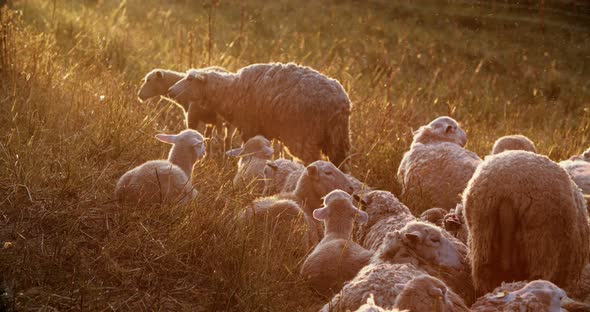 A flock of sheep in the pasture at dawn. A flock of sheep in the field. High quality 4k footage