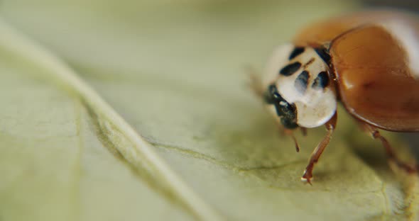 Macro shot of lady beetle sitting on a leaf. Camera panning from left to right. alt