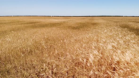 Big Meadow of Wheat at Day