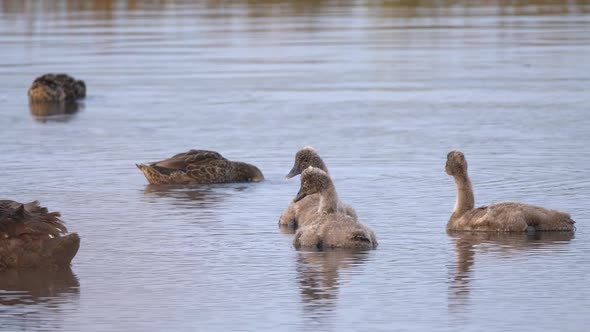 Several Black Swan Swanlings on a Lake, Close Up alt