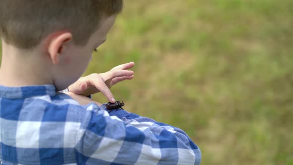 A Rhinoceros Beetle Runs on Boy Hand alt