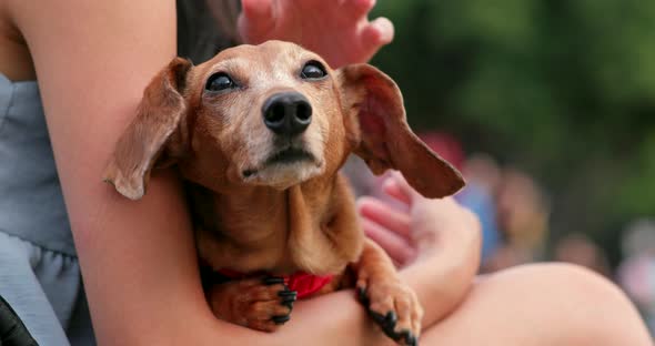 Dachshund dog at outdoor park alt