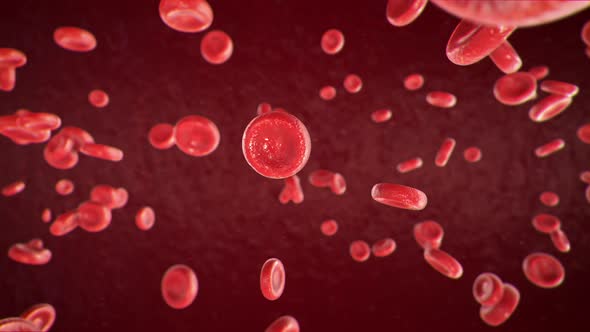 Blood cells circulation flow