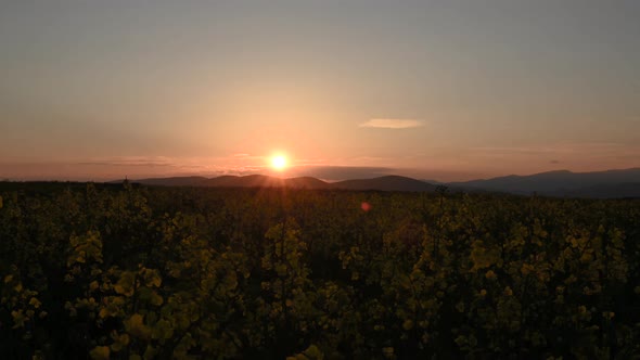 Timelapse of sunset over rapseeds field