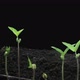 Time-lapse of germinating microgreens mung bean seeds   - VideoHive Item for Sale