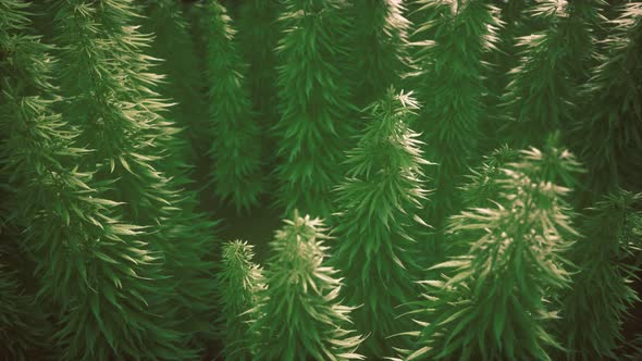 Field of Green Medial Cannabis alt