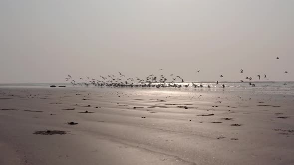 low shot flock of birds taking off from a beach alt