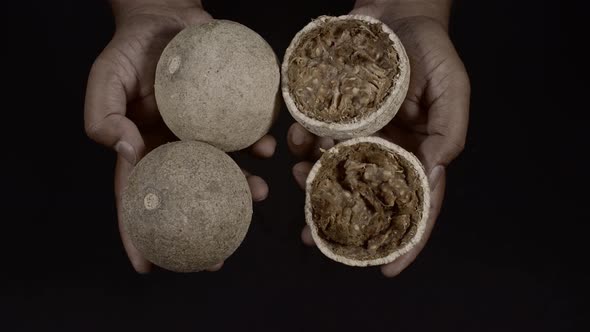 Woodapples in Hand alt