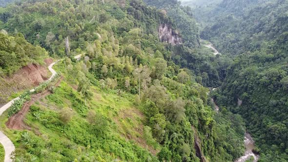 forest with many ravines