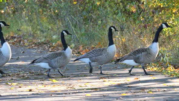 Canada Geese crossing road alt