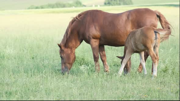 Side View of Horses Grazing on a Green Meadow Field alt