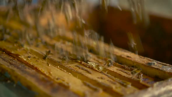 The Beekeeper Throws the Bees Off the Frame with the Honeycomb Drops the Bees alt