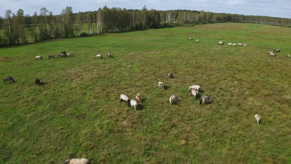 A herd of wild horses tarpan on the field. View from a copter, large group of horses in the wild