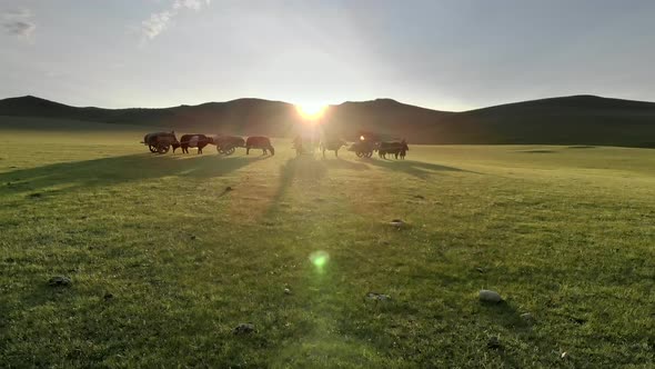 Central Asian Family People Walking Immigrating With Traditional Old Oxcart Tumbrel And Tumbril Cart alt