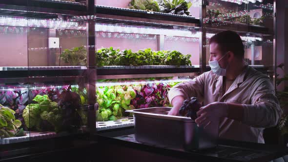A Man is Planting Lettuce Sprouts in a Vertical Greenhouse alt