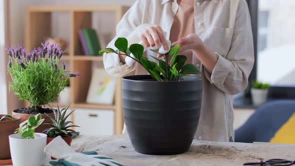 Woman Cleaning Flower's Leaves with Tissue at Home