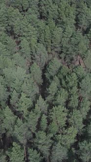 Vertical Video of Pine Forest Aerial View Slow Motion alt